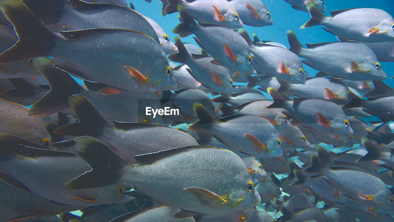 Fishes swimming in sea