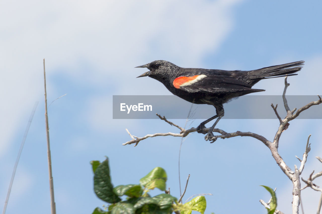 LOW ANGLE VIEW OF BIRDS PERCHING ON WALL