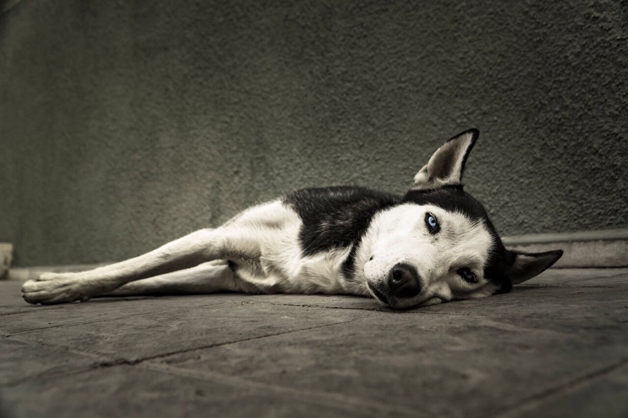 PORTRAIT OF CUTE DOG LYING DOWN