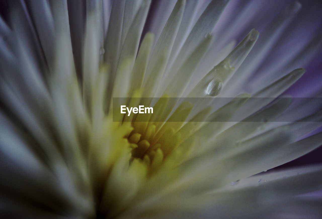EXTREME CLOSE-UP OF FLOWER