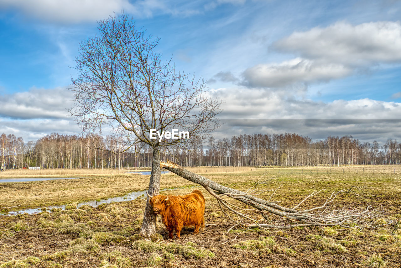 View of highland cattle on field against sky