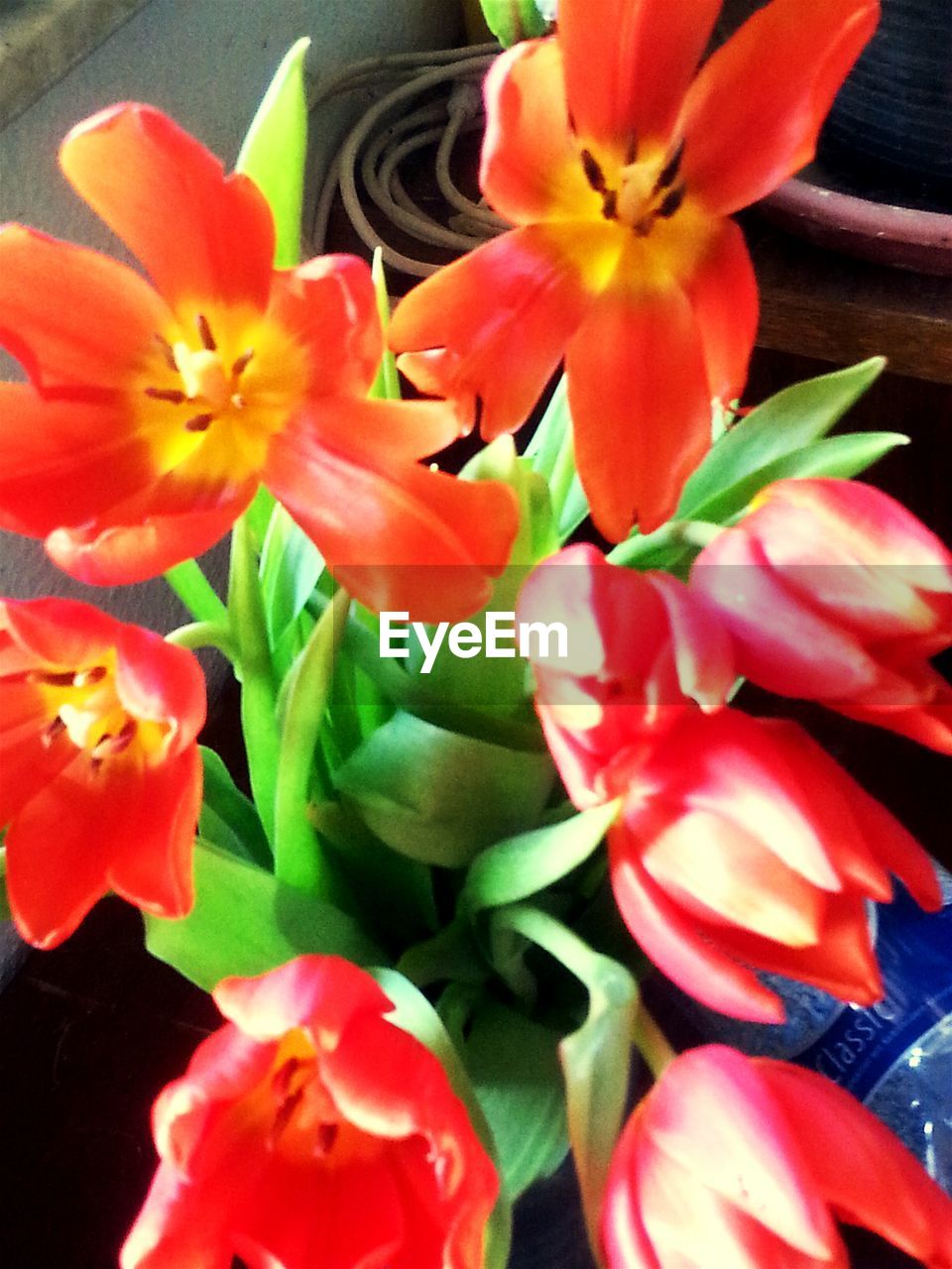 CLOSE-UP OF FLOWERS