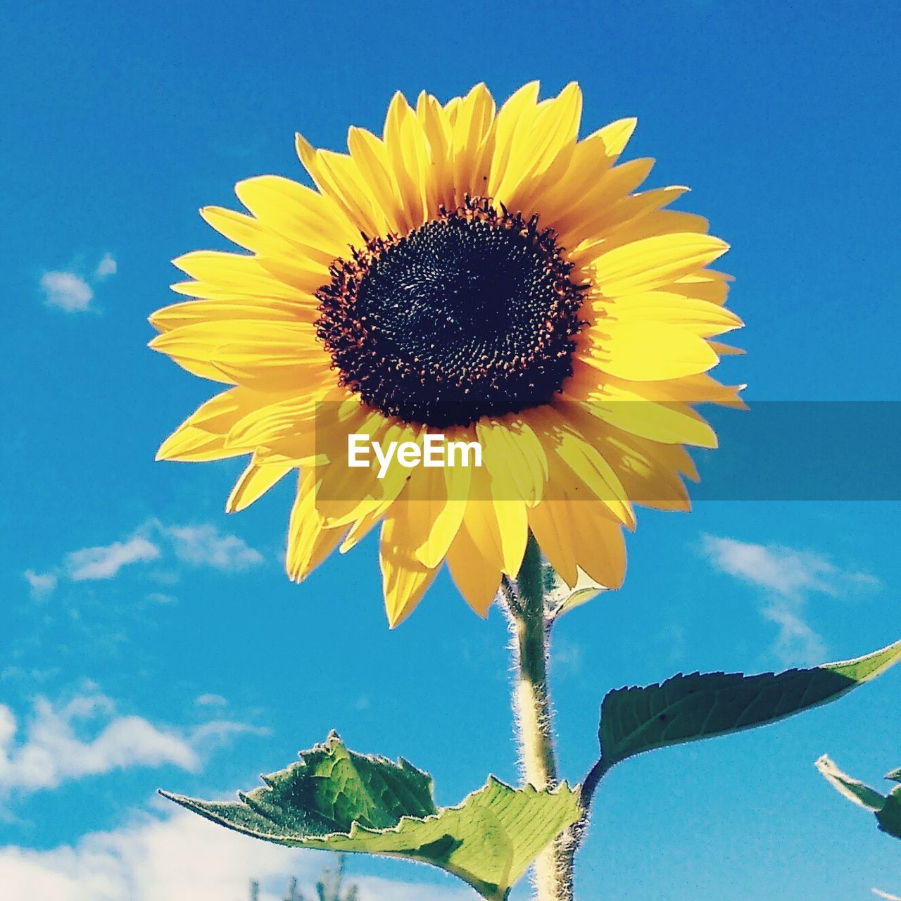 Low angle view of sunflower against blue sky