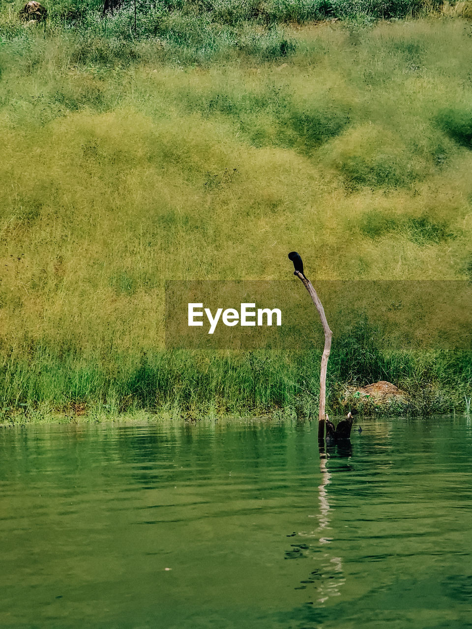 VIEW OF BIRD IN LAKE