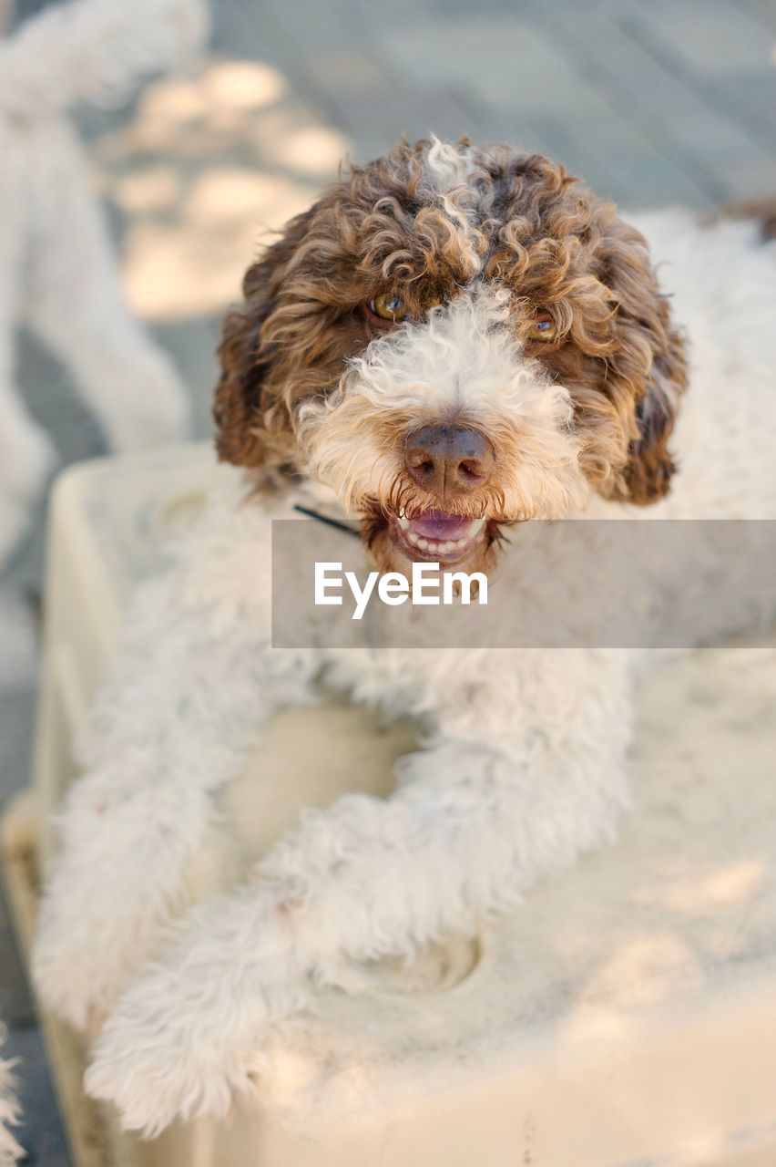 Close-up of lagotto romagnolo dog