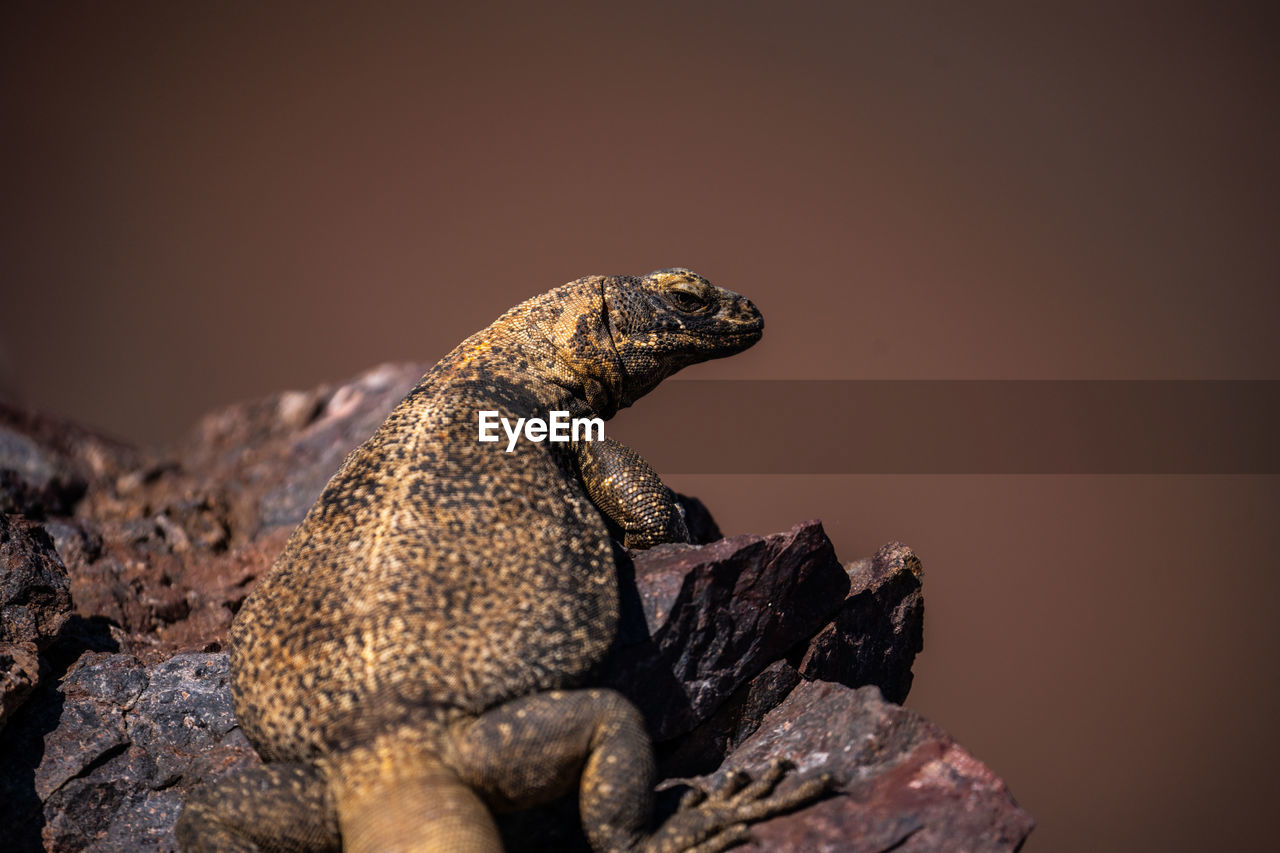 close-up of lizard on wood