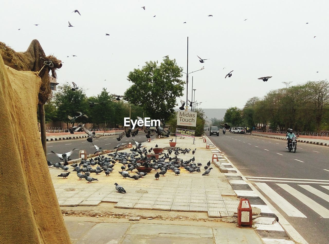 Birds perching on sidewalk against sky