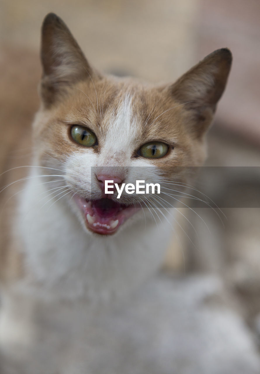 CLOSE-UP PORTRAIT OF CAT IN INDOORS