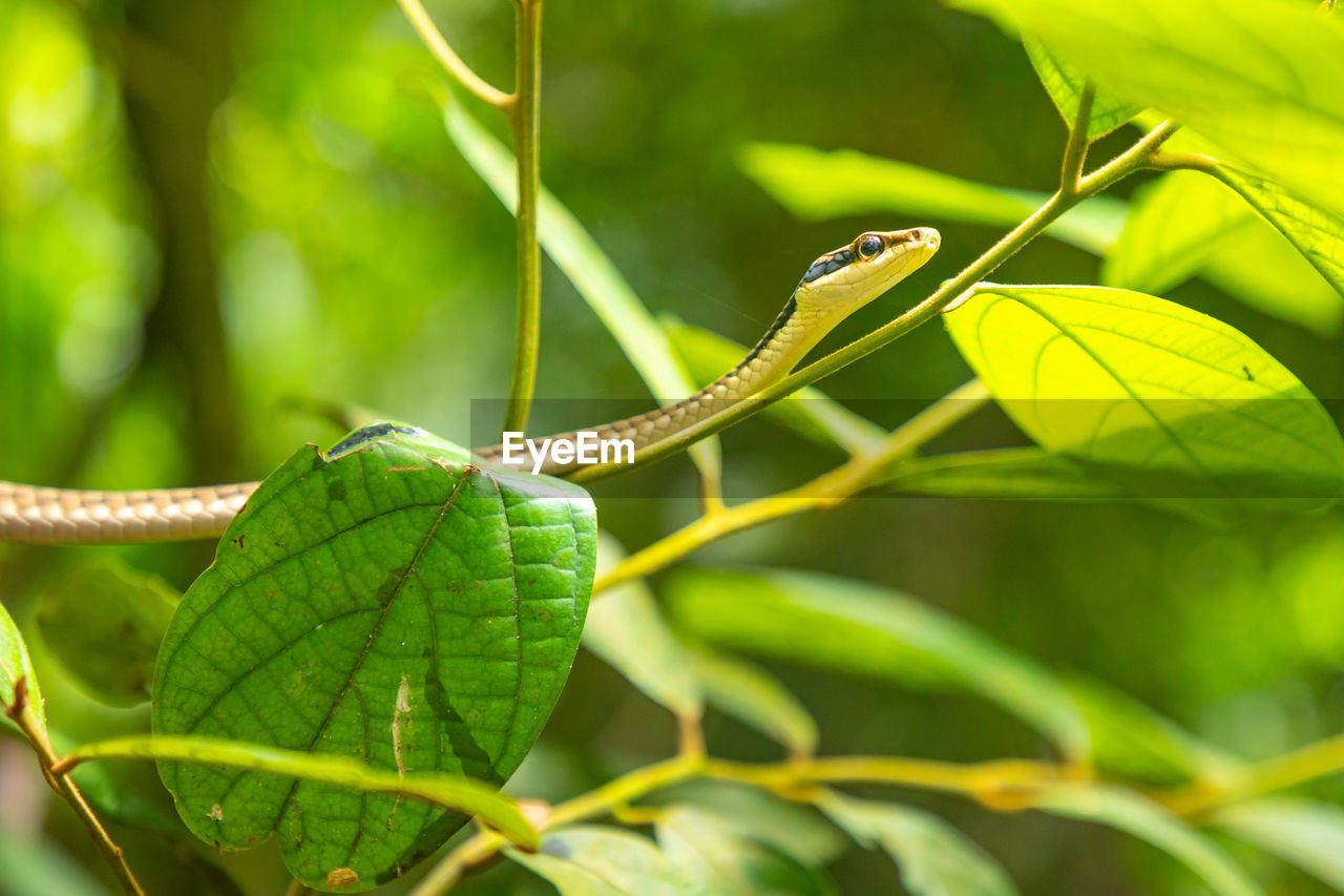 CLOSE-UP OF GREEN INSECT ON LEAF