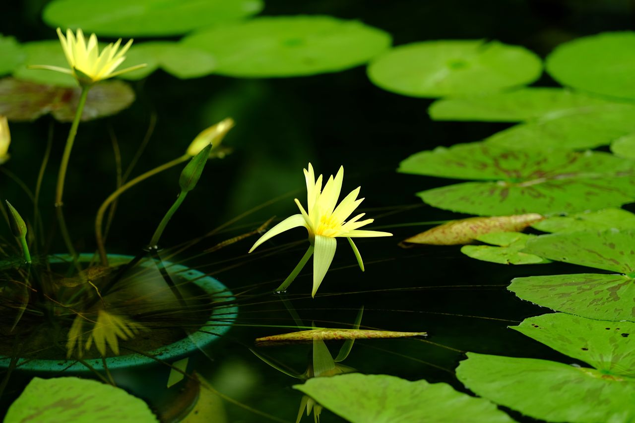 High angle view of fresh yellow water lily in pond