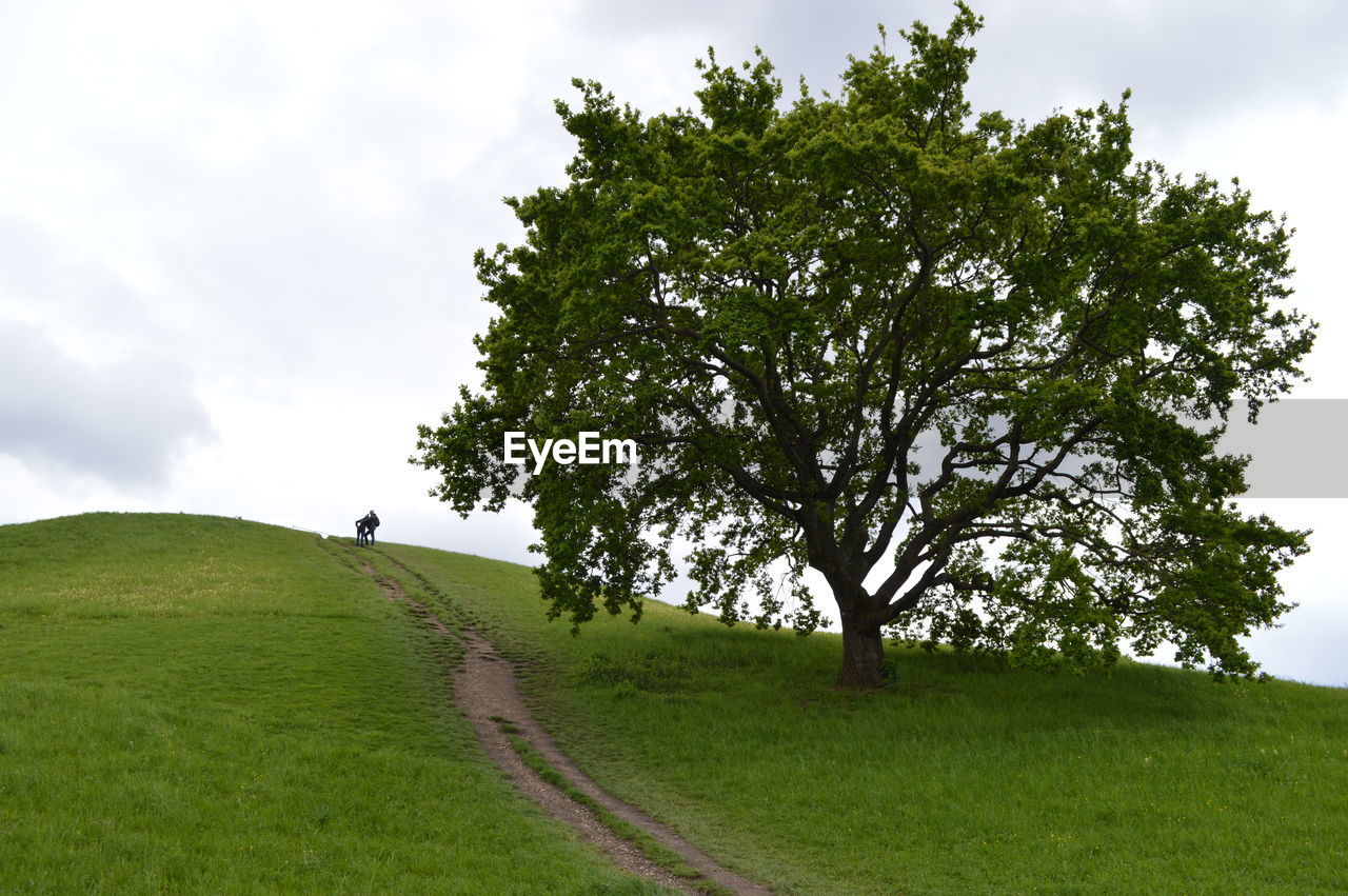 SCENIC VIEW OF TREES GROWING ON FIELD AGAINST SKY