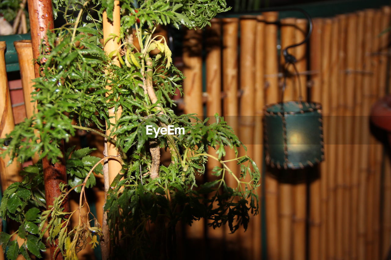 CLOSE-UP OF POTTED PLANT HANGING ON WOODEN POST IN YARD