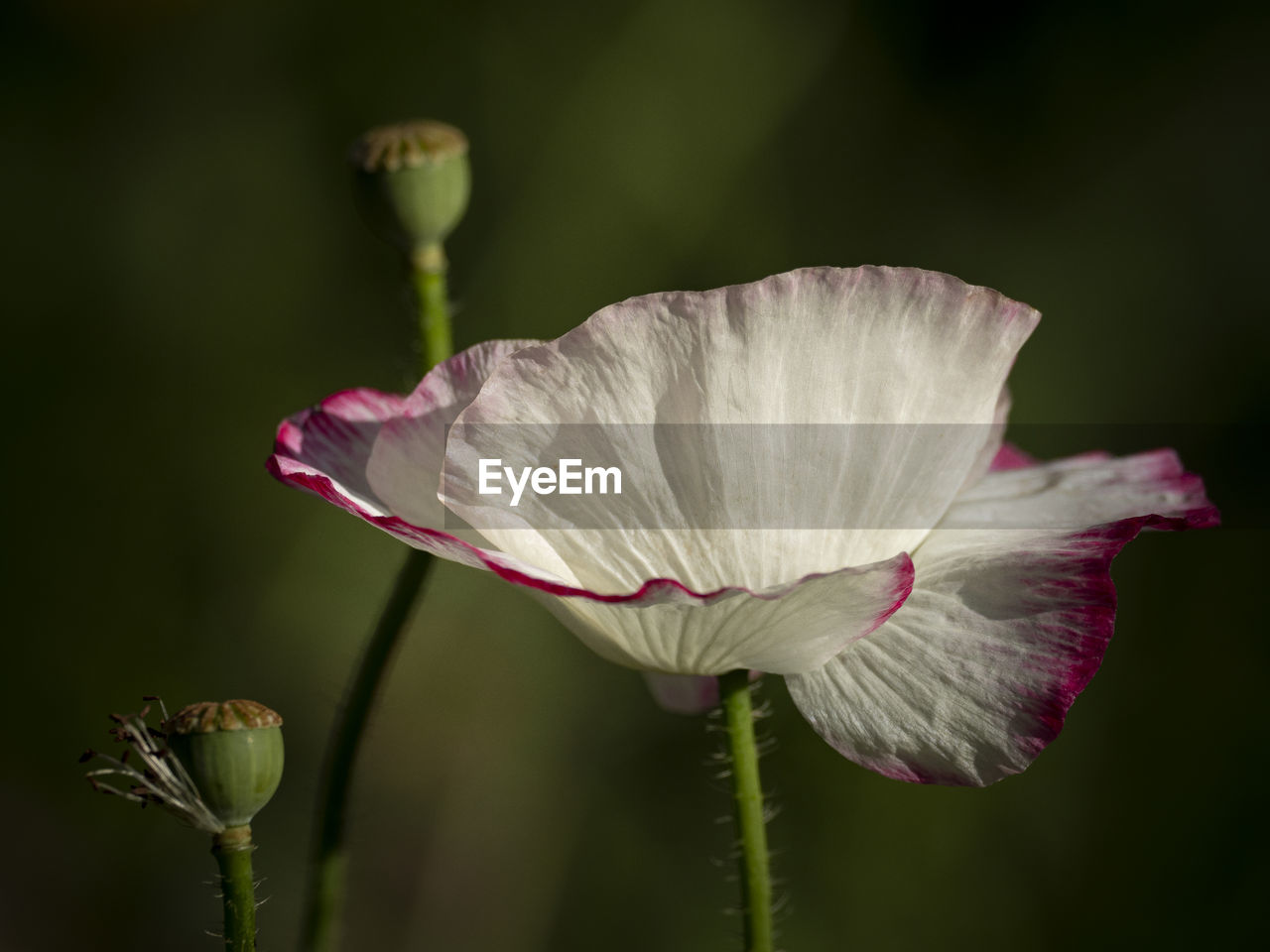 Close-up of white rose flower