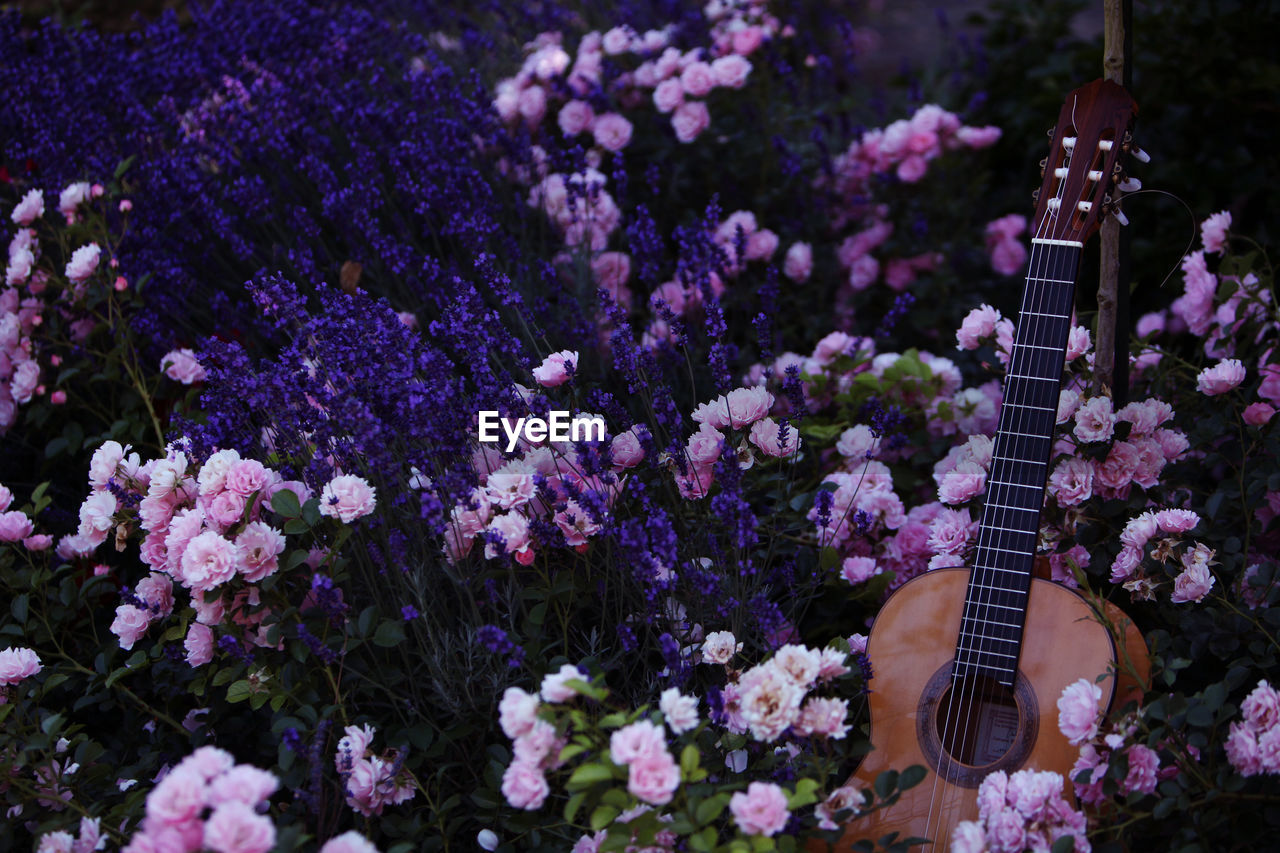 Acoustic guitar by flowers blooming on field