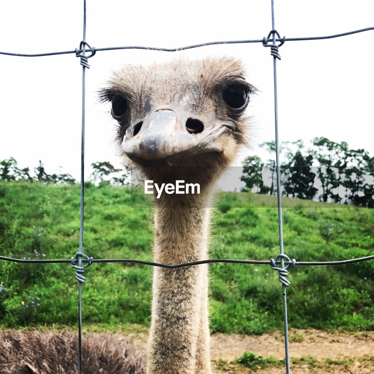 CLOSE-UP OF OSTRICH ON FIELD AGAINST SKY