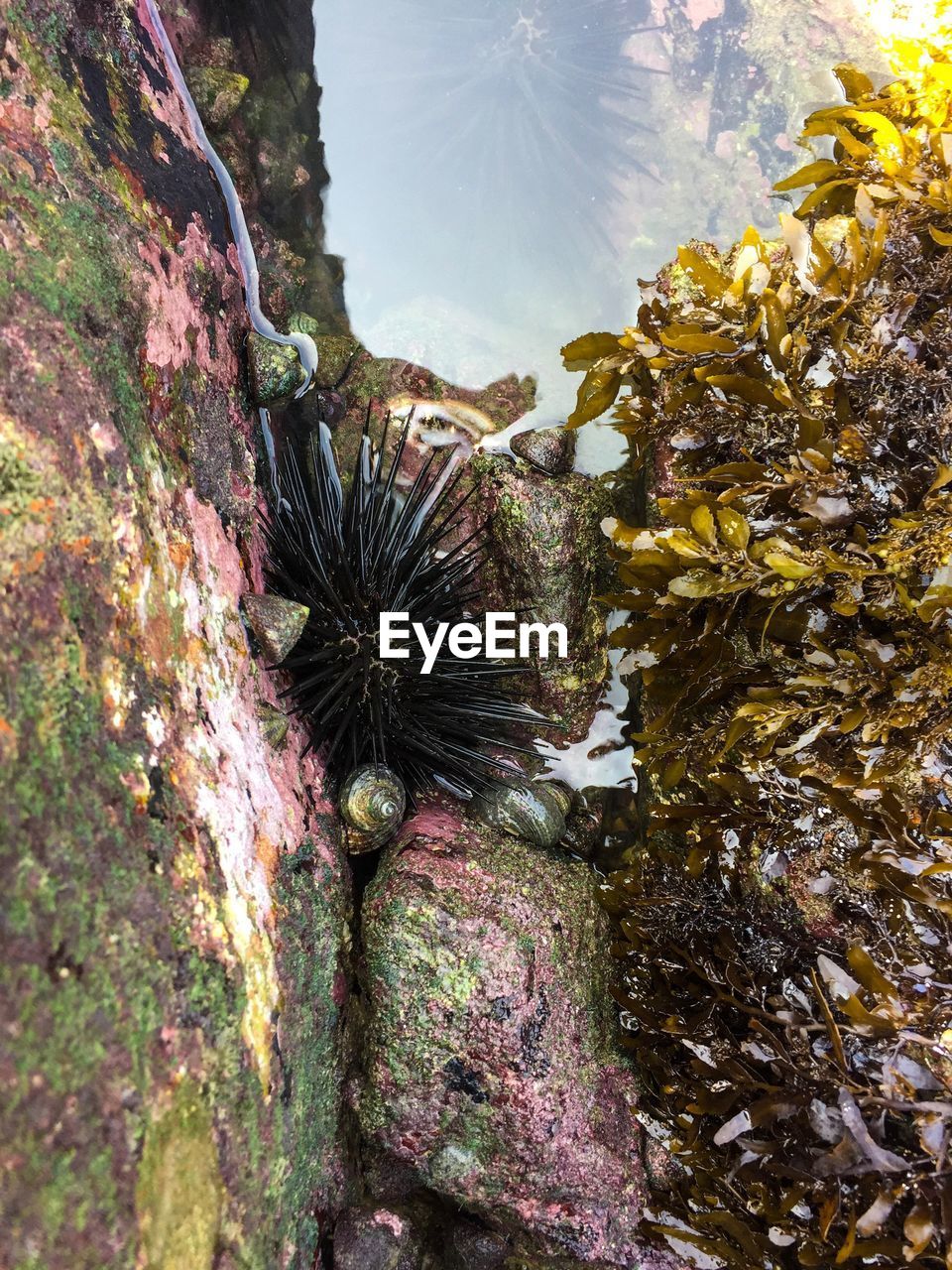 CLOSE-UP OF CRAB ON ROCK AT SEA