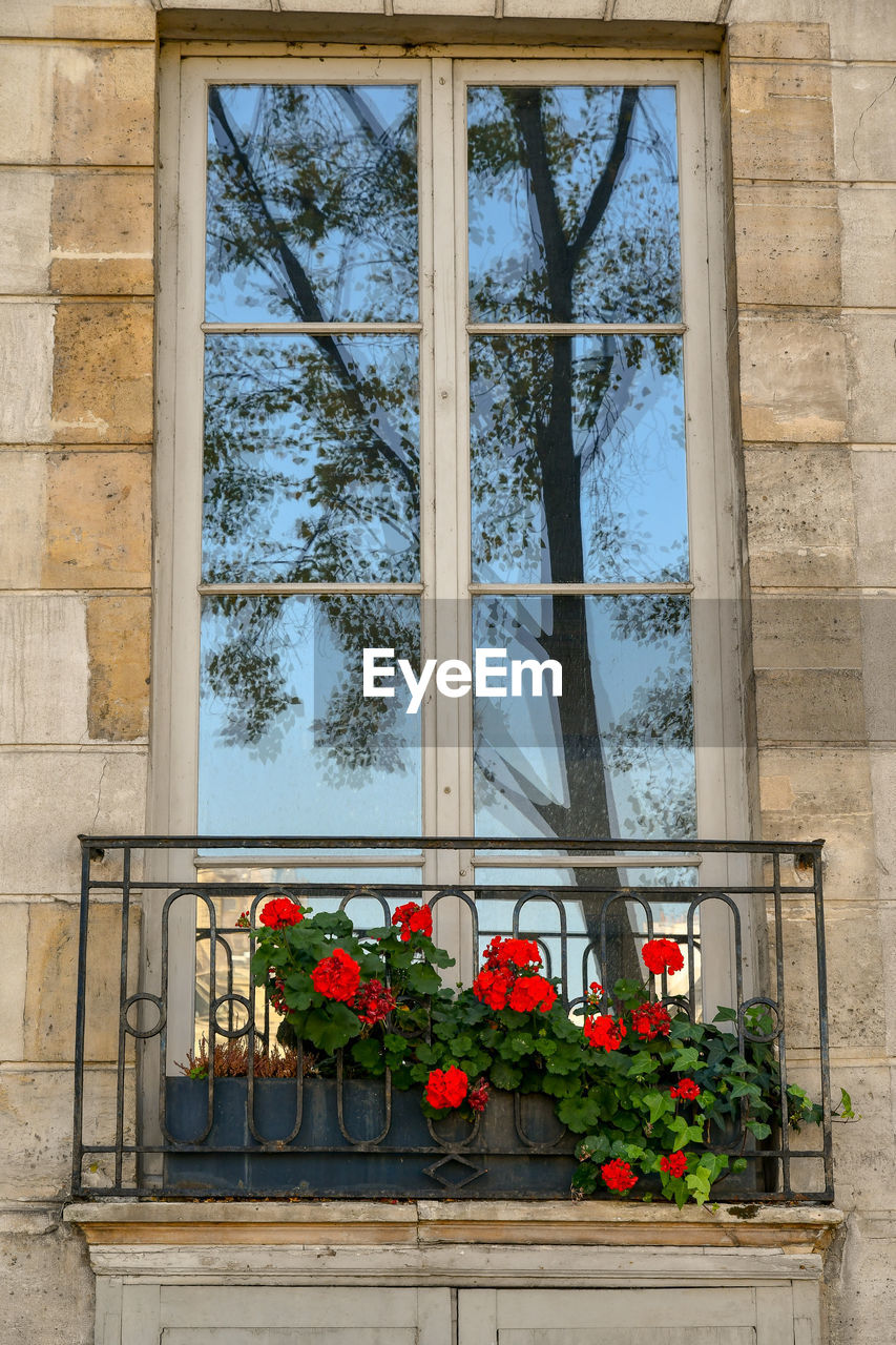 Window of an ancient building with potted plant in bloom, paris