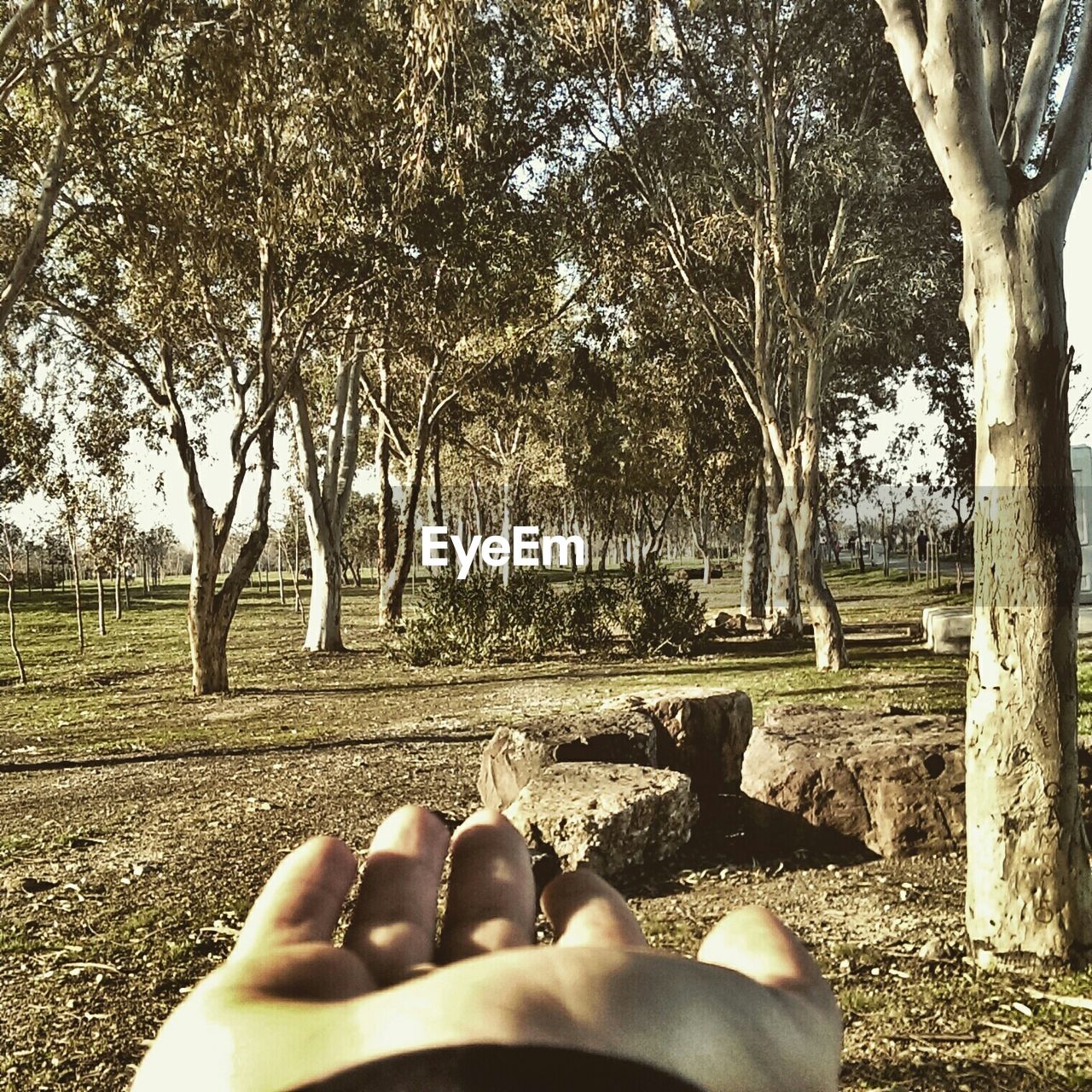 Person hand pointing towards trees in park