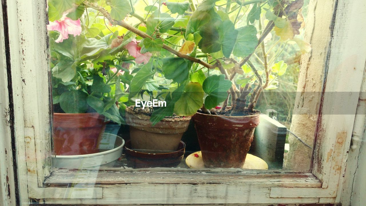 CLOSE-UP OF POTTED PLANT ON WINDOW SILL