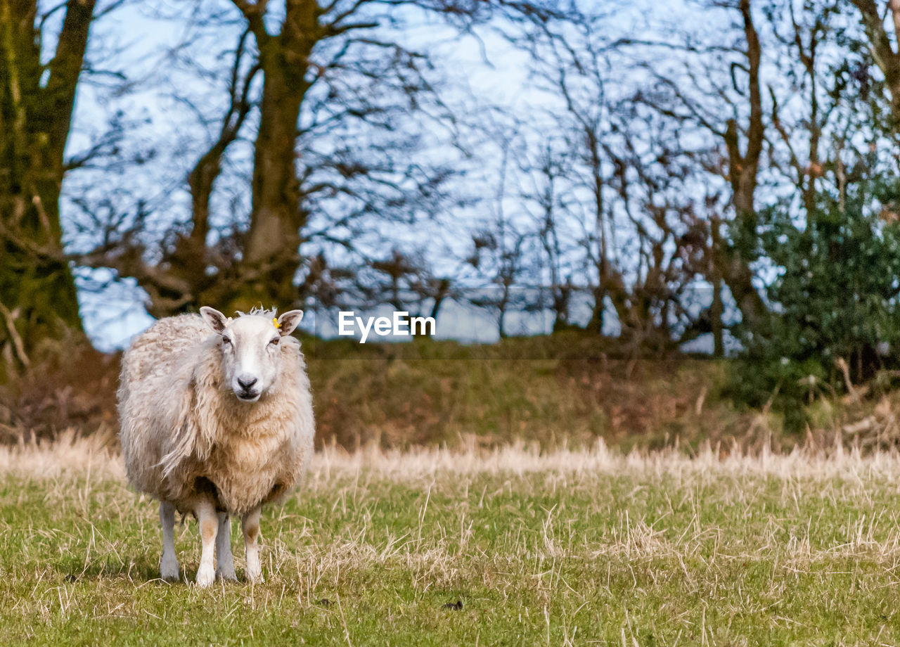 Ewe on landscape