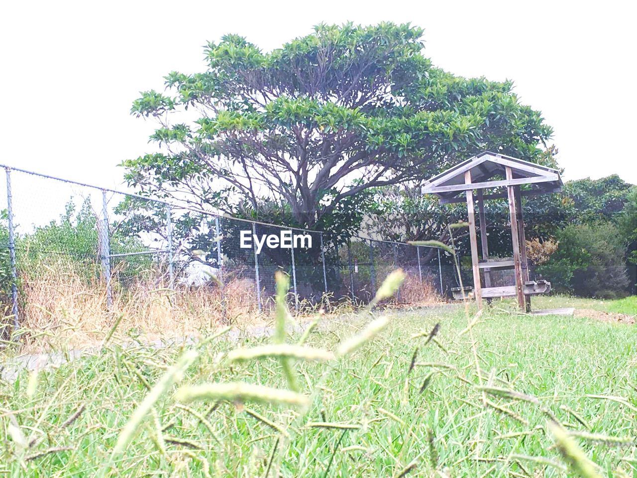 VIEW OF TREES ON GRASSY FIELD