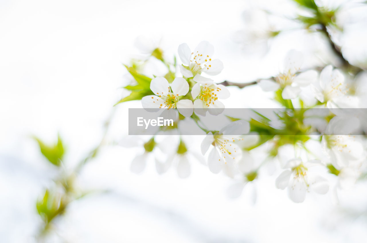 Close-up of white cherry blossom on tree