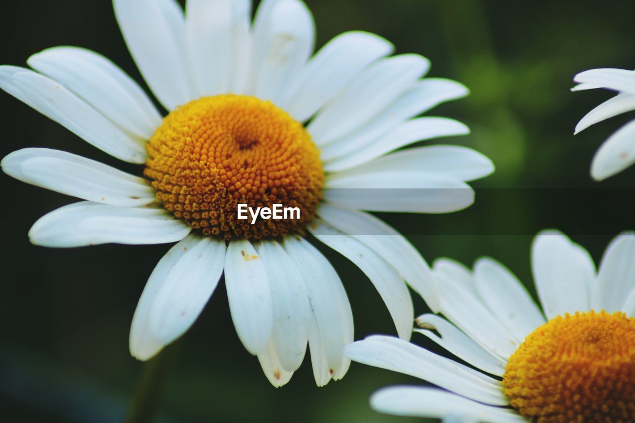 Close-up of daisy blooming
