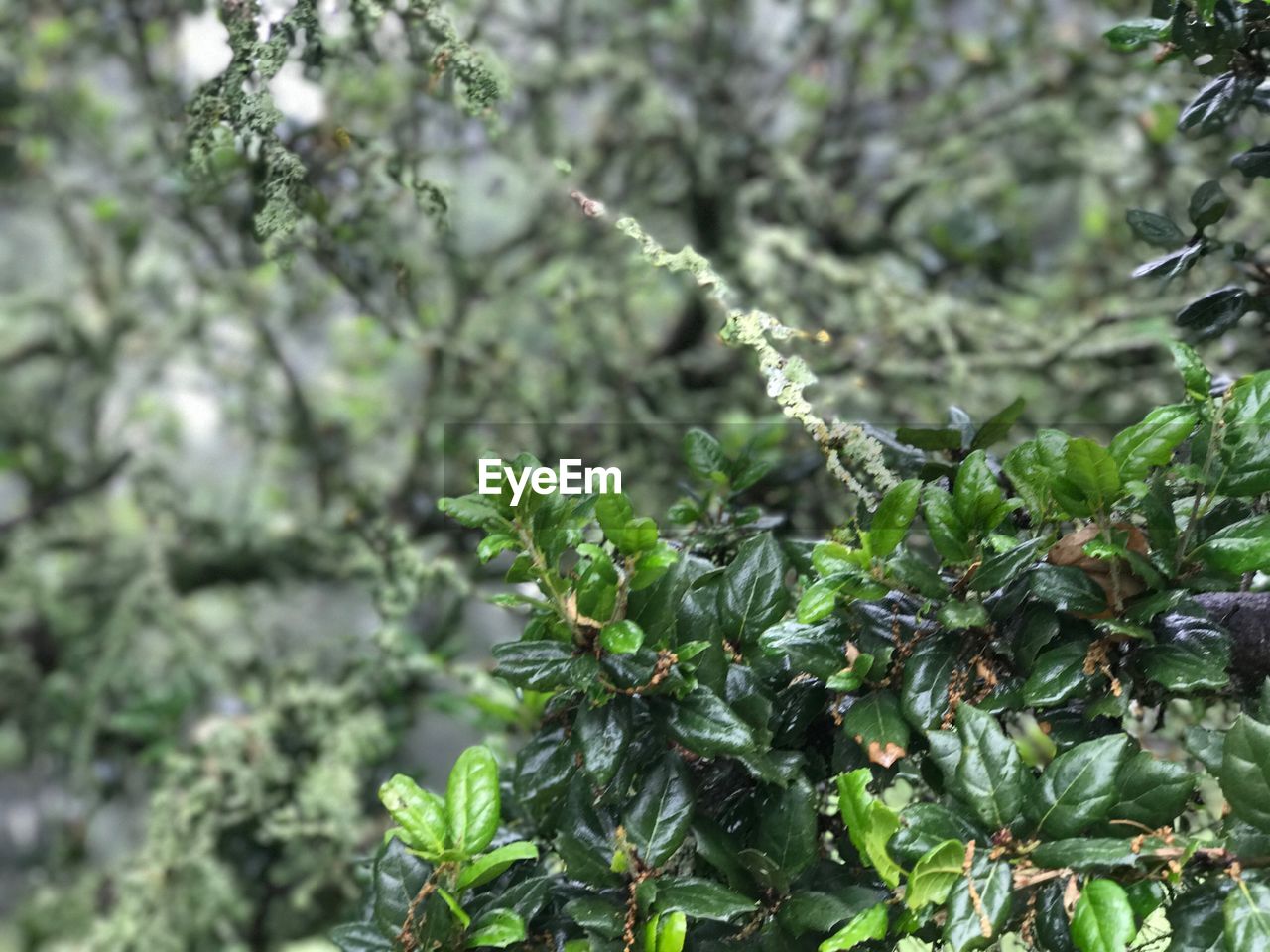 CLOSE-UP OF FRESH GREEN TREE BRANCHES