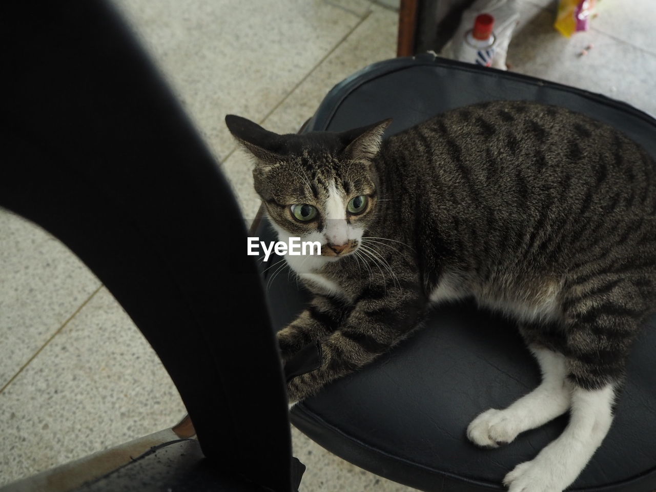 HIGH ANGLE VIEW PORTRAIT OF TABBY CAT SITTING IN KITCHEN