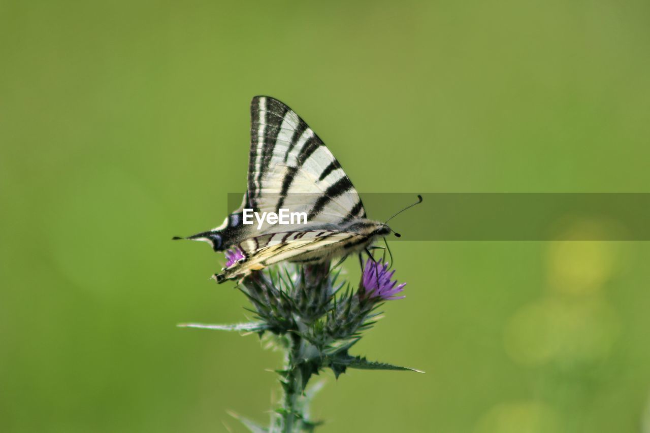 Close-up of butterfly on plant