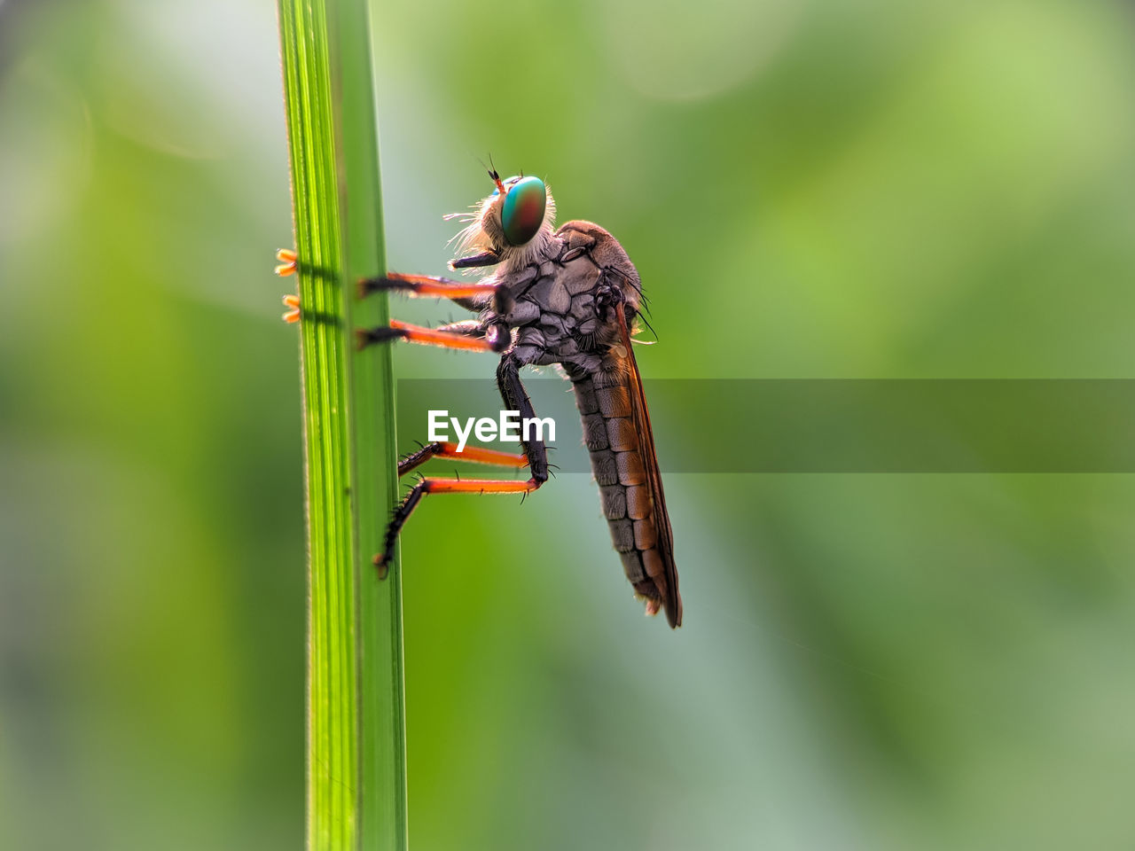 Robberfly resting