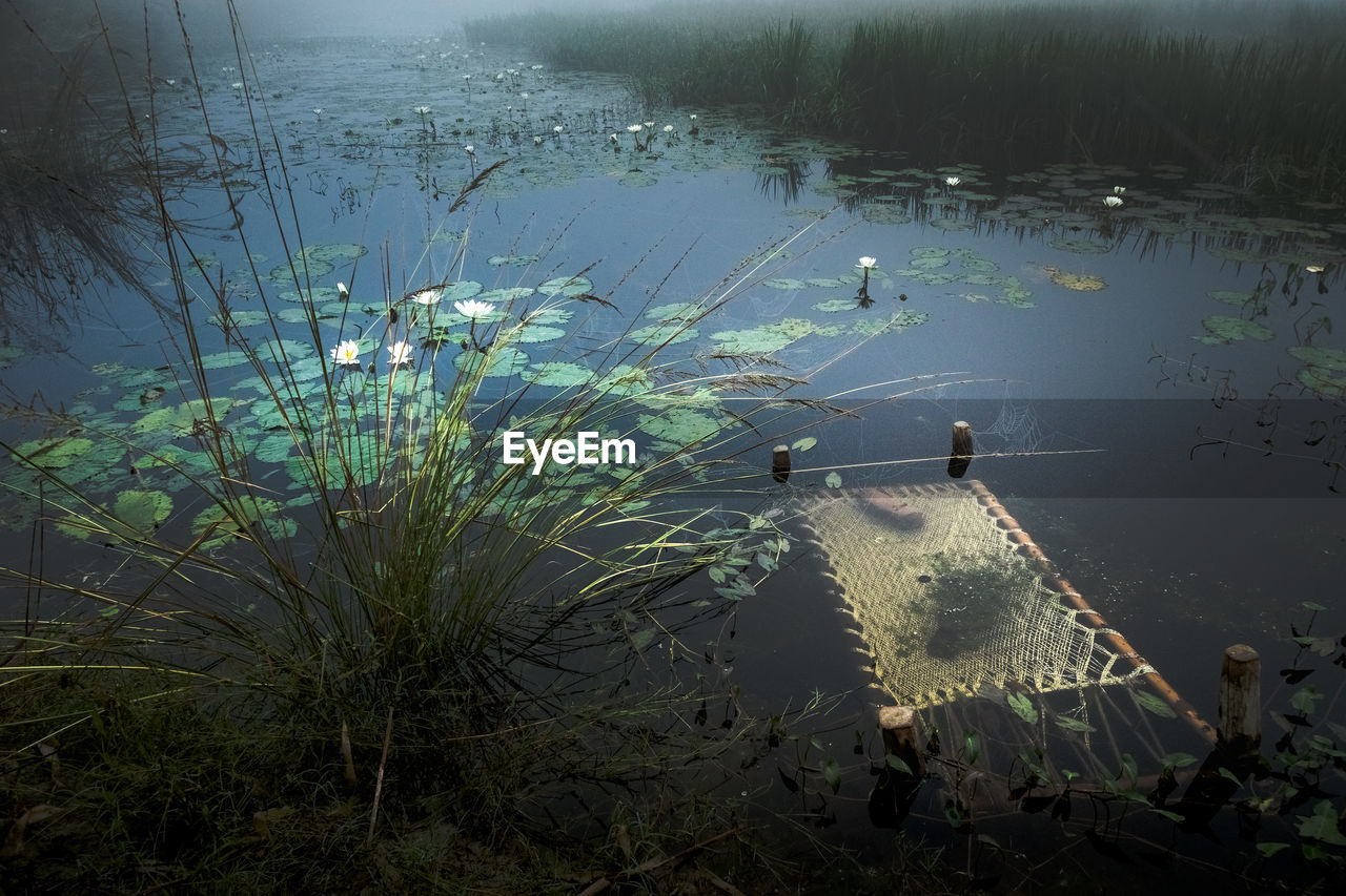 High angle view of plants floating on lake