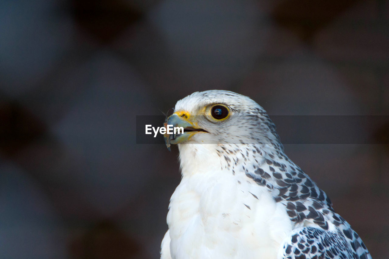 CLOSE-UP PORTRAIT OF A BIRD