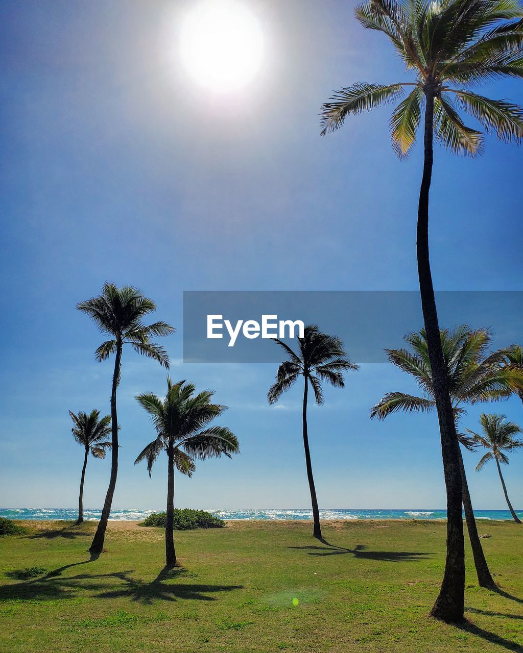 COCONUT PALM TREES AGAINST SKY