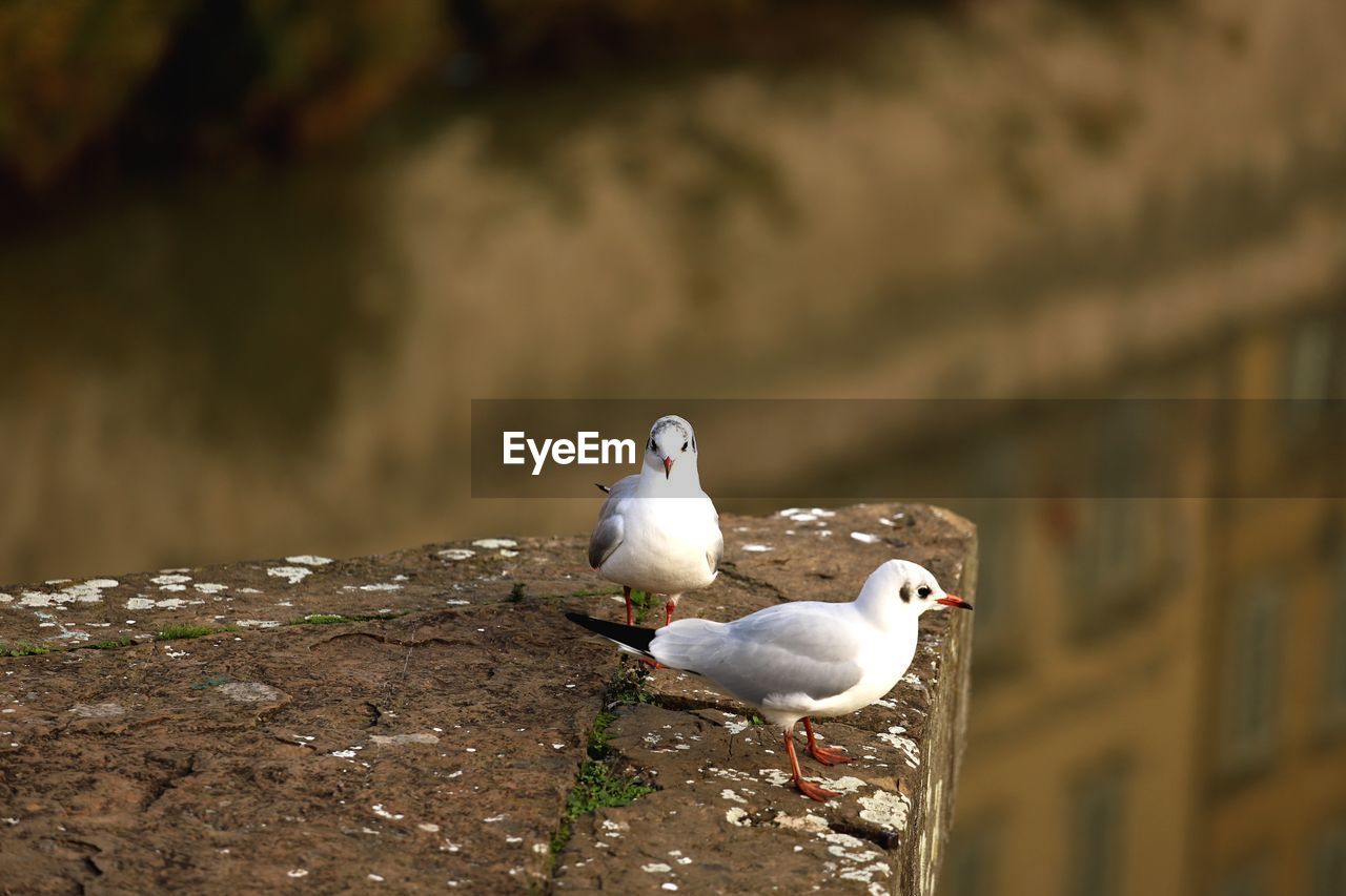 CLOSE-UP OF SEAGULLS PERCHING ON THE WALL