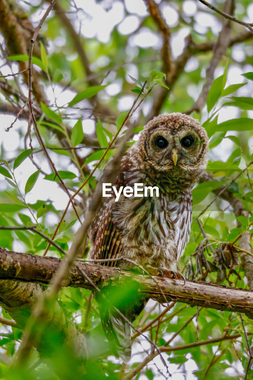owl, animal themes, bird, animal, animal wildlife, tree, one animal, wildlife, plant, great grey owl, branch, beak, nature, bird of prey, portrait, no people, looking at camera, jungle, outdoors, perching, green