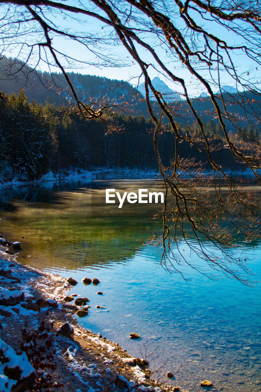 SCENIC VIEW OF LAKE IN FOREST