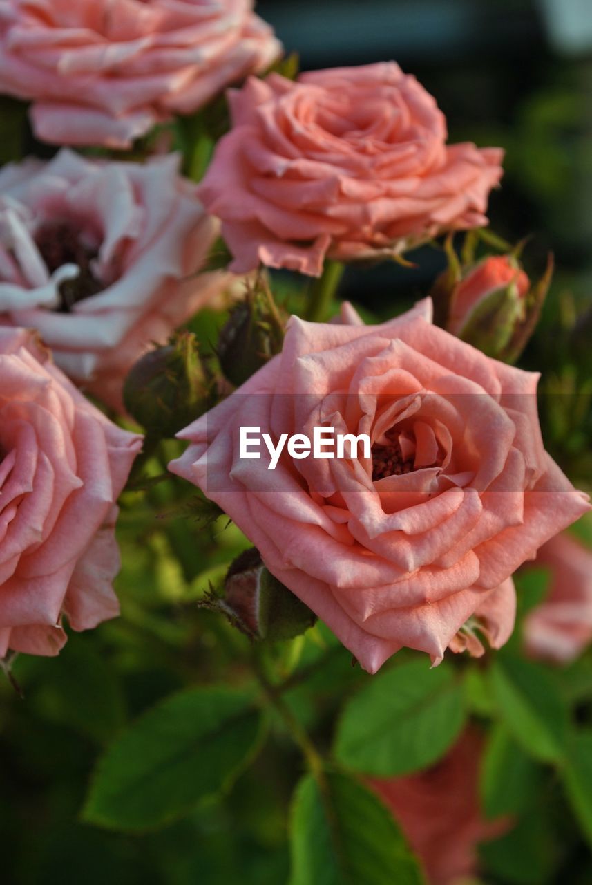 CLOSE-UP OF ROSE ROSES