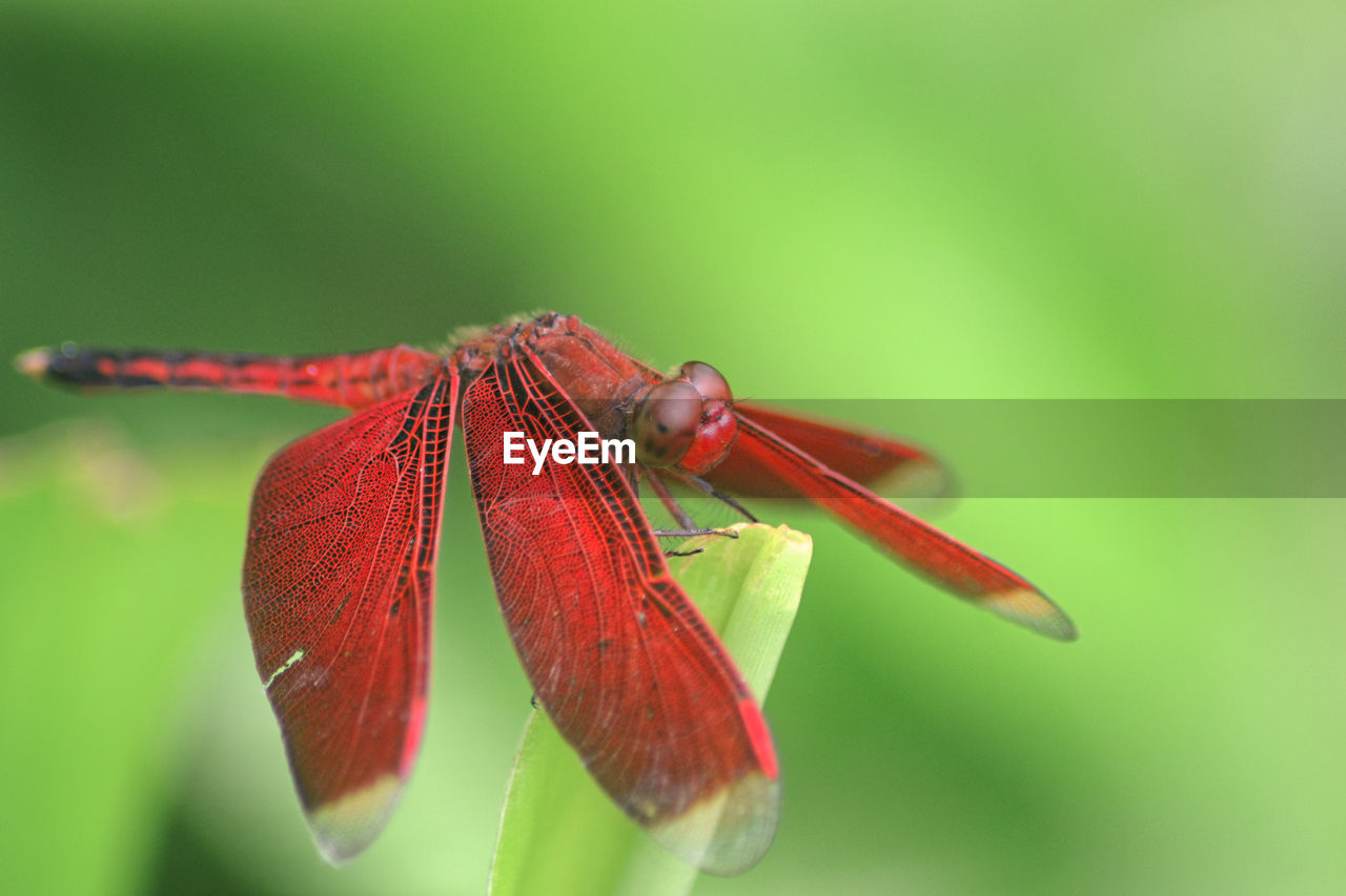 Closeup red dragonfly