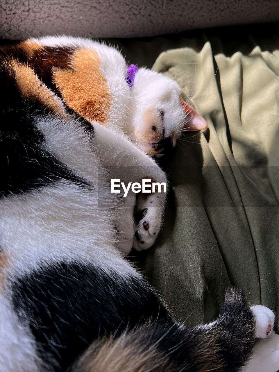 mammal, animal, animal themes, domestic animals, pet, one animal, puppy, dog, relaxation, canine, nose, cat, indoors, furniture, sleeping, no people, resting, high angle view, lying down, whiskers, bed, carnivore, close-up, eyes closed, cute