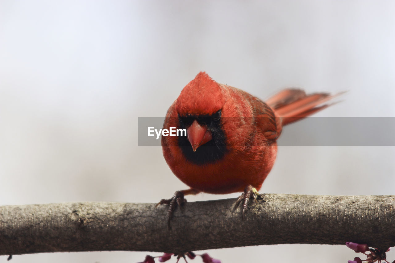 CLOSE-UP OF BIRD PERCHING ON A BRANCH