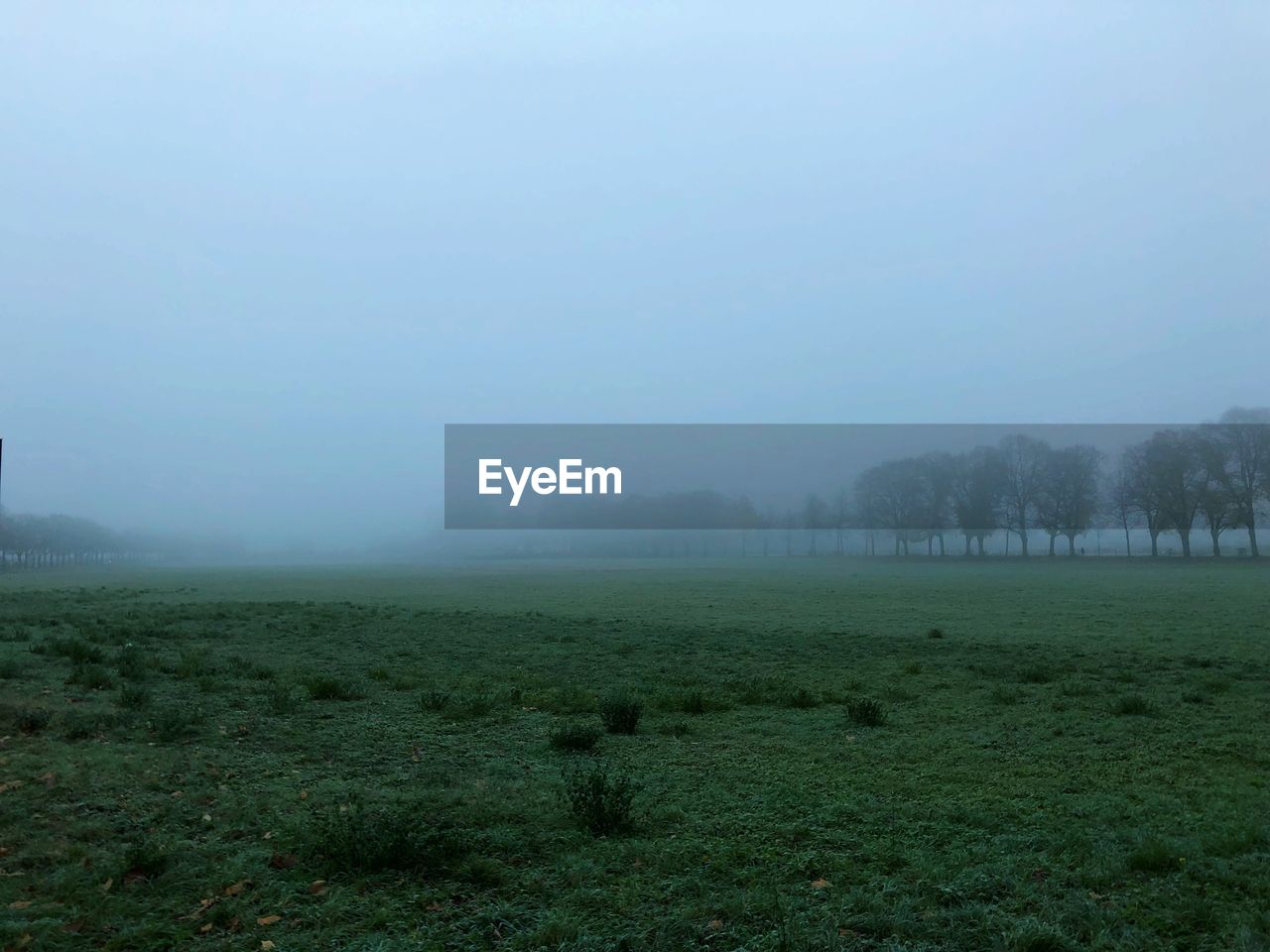 TREES ON FIELD AGAINST SKY DURING FOGGY WEATHER