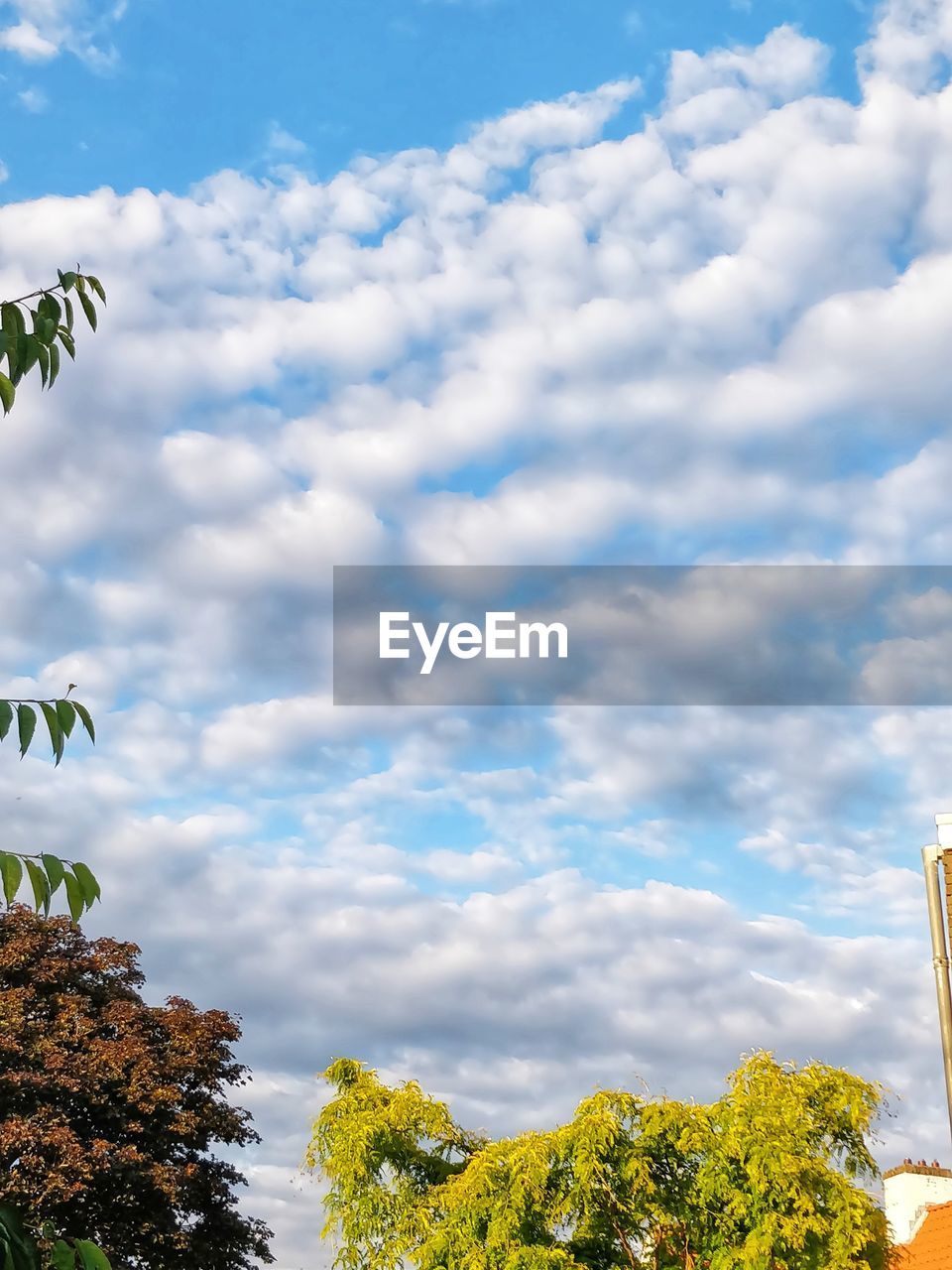 LOW ANGLE VIEW OF YELLOW PLANTS AGAINST CLOUDY SKY