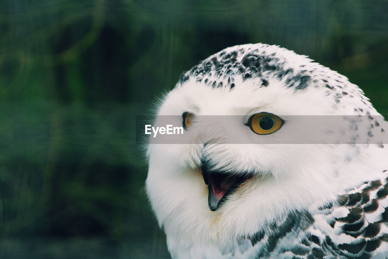 Close-up portrait of white owl