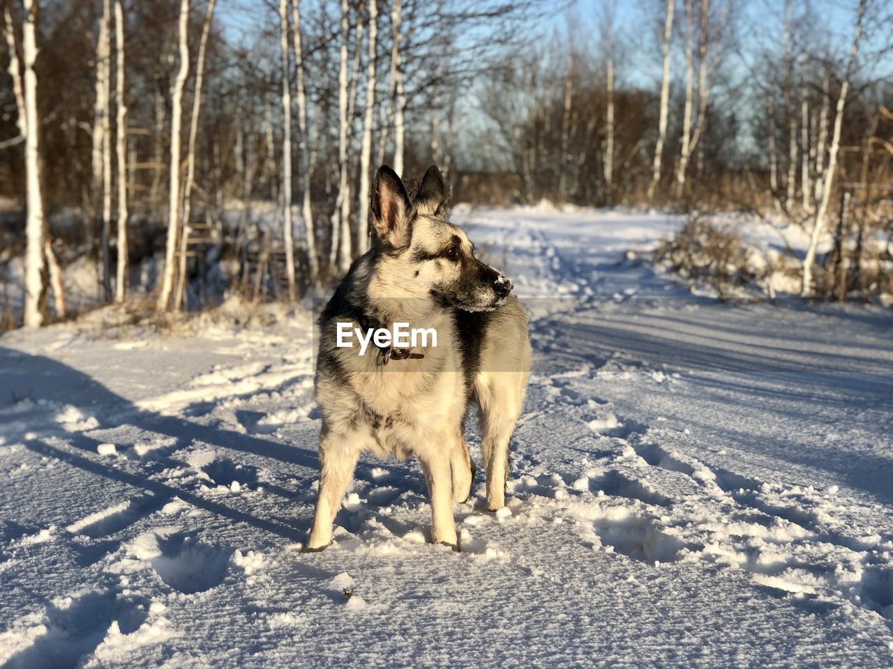 DOG IN SNOW