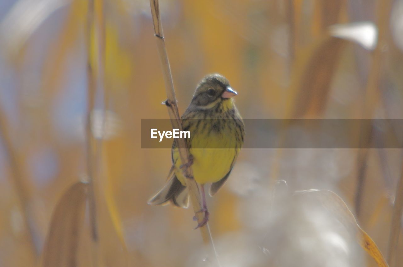 animal themes, animal, bird, animal wildlife, wildlife, yellow, one animal, perching, beak, nature, no people, close-up, focus on foreground, day, branch, outdoors, macro photography, songbird, beauty in nature, selective focus