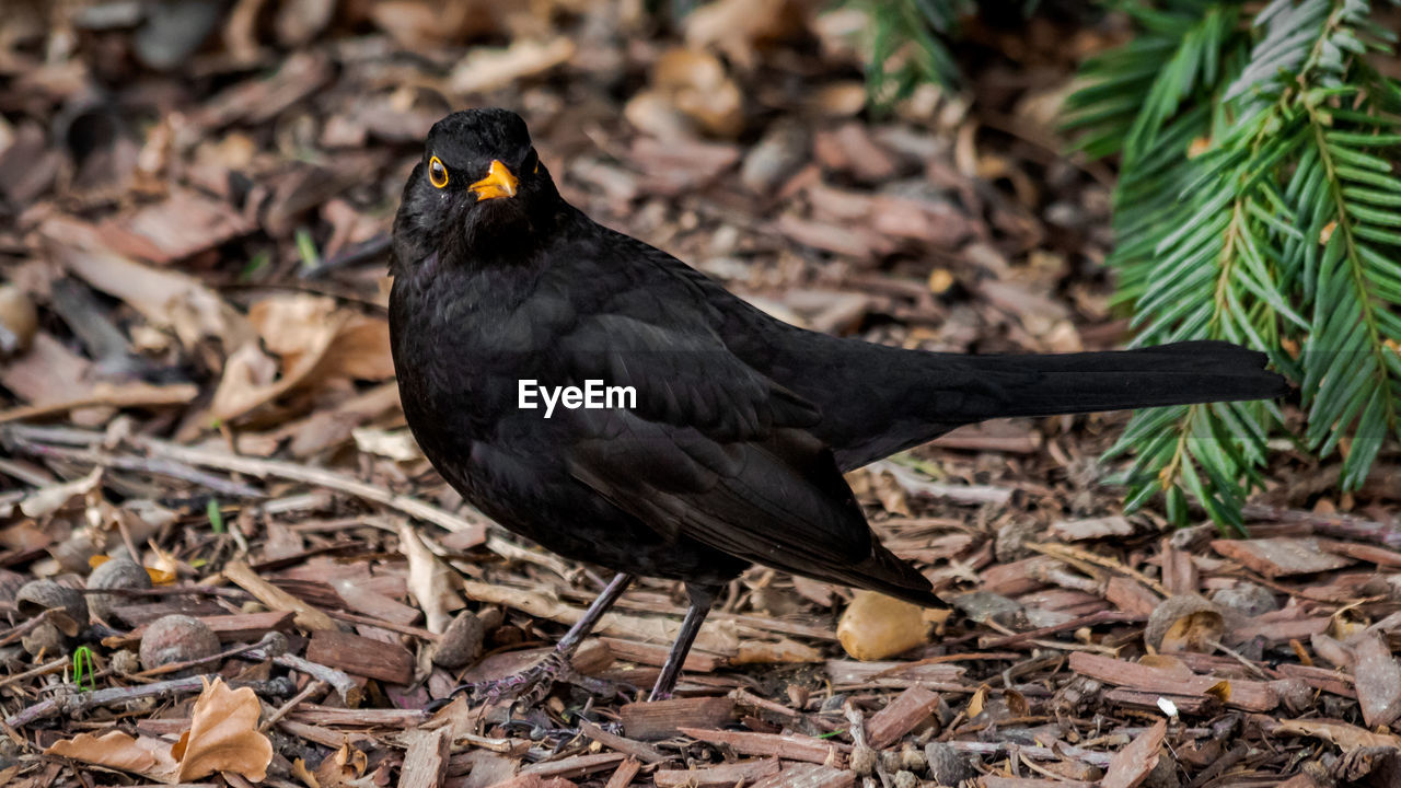 Blackbird looking at the camera, standing on the ground in a park