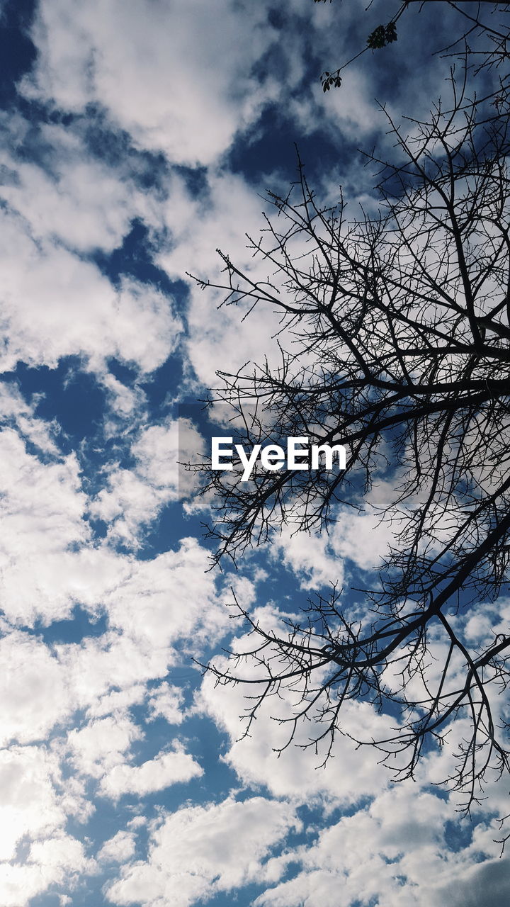 LOW ANGLE VIEW OF TREE BRANCHES AGAINST SKY