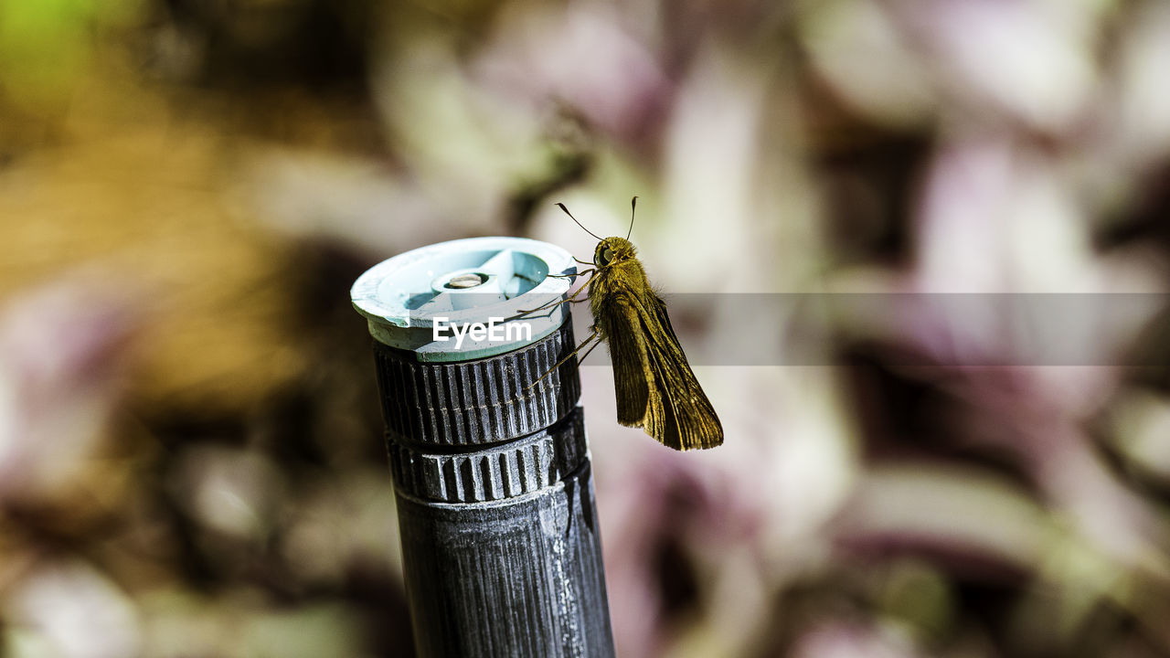 CLOSE-UP OF BUTTERFLY PERCHING ON WOODEN POST OUTDOORS