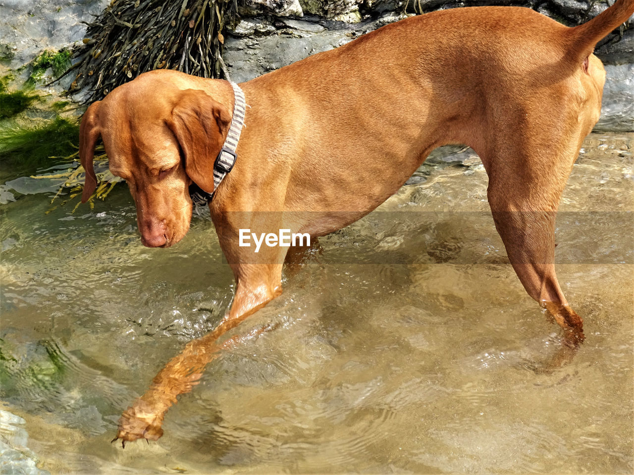 DOG STANDING BY WATER